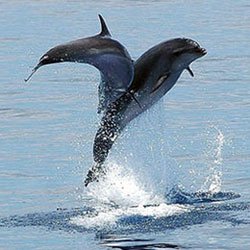 delfine und wale anschauen in gran canaria